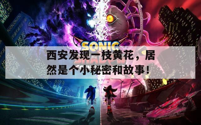 西安发现一枝黄花，居然是个小秘密和故事！